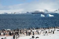 11A Gentoo Penguins On Aitcho Barrientos Island In South Shetland Islands With Quark Expeditions Antarctica Cruise Ship